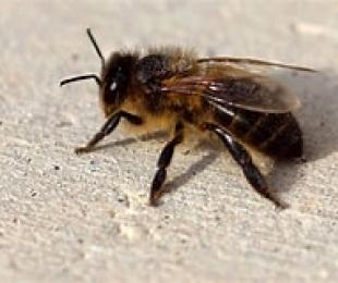 Apis Mellifera Iberiensis