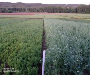 Campos de Ensayo del CIAF