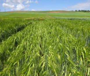 Campos de Ensayo del CIAF