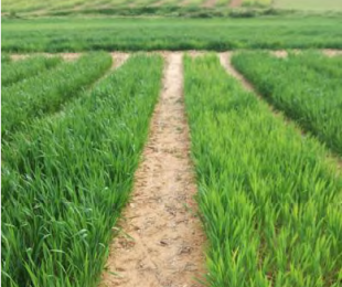 IRIAF: Campos de Cultivo Extensivo en CIAPA Marchamalo