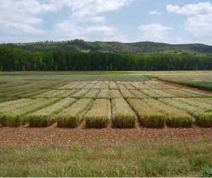 CIAF. Campos Experimentales