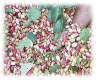 CIAG. Cultivos de Pistachero