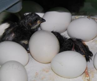 Gallina Negra Castellana