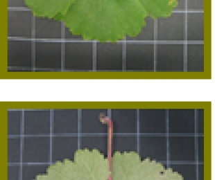 Hoja de la Montonera del Casar