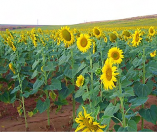 IRIAF. Memoria de Actividades 2021