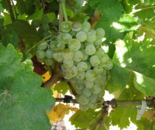 Castilla-La Mancha recupera ocho variedades de vid autóctona