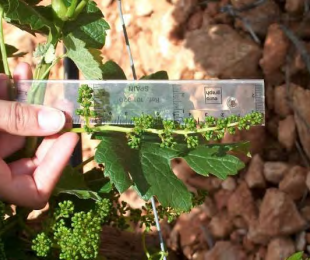 IVICAM. Viñedos Experimentales