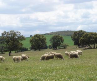 CERSYRA. Ganadao Ovino