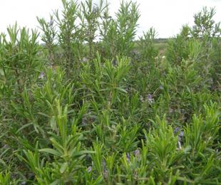 Campos de Ensayo de romero. CIAF Albaladejito