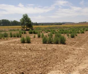 Cultivos de Romero en los campos de ensayo de CIAF Albaladejito