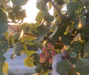 Castilla-La Mancha impulsa el sector del pistacho