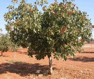 CIAG. Cursos de Formación 2021: Cultivo del Pistachero