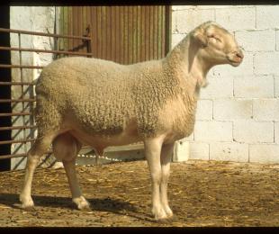 Raza Ovina Manchega
