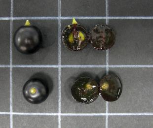 Grano Tinto Fragoso.