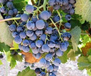 Racimo Tinto Fragoso.