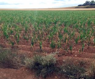 Cultivos de Ajos. CIAF. IRIAF