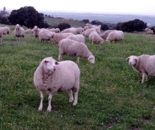 Raza Ovino Manchega. CERSYRA - IRIAF