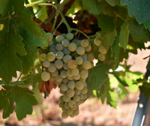Comportamiento de vid frente al cambio climático.