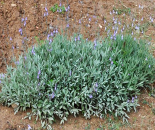 Estudio Salvia Española y sus capacidades biológicas