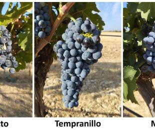 Estudio Alternativa al Tempranillo en condiciones de estrés