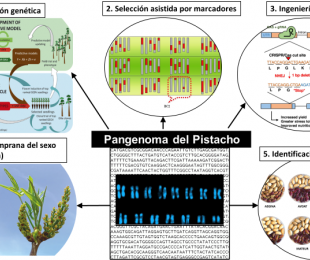 Posibles aplicaciones en la mejora y el control varietal