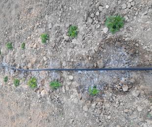 CIAF. Proyecto QDPAM. IRIAF