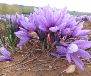 Obtención de compuestos antioxidantes a partir de hojas