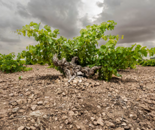 Artículo de El País sobre recuperación de uvas en CLM.