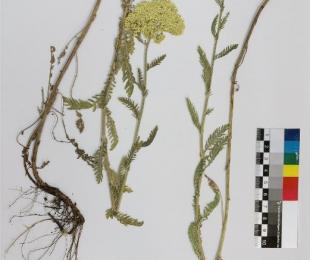 Ejemplar tipo de Achillea x conquensis depositado en el Herbario IRIAF de Albaladejito (Cuenca)