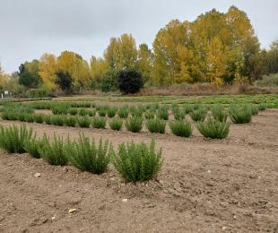 Plantación de Romero de Albaladejito (CIAF)