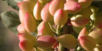 Secuenciar el ADN y el ARN del pistachero