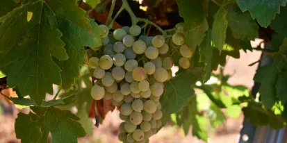 Comportamiento de vid frente al cambio climático.