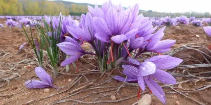 Obtención de compuestos antioxidantes a partir de hojas
