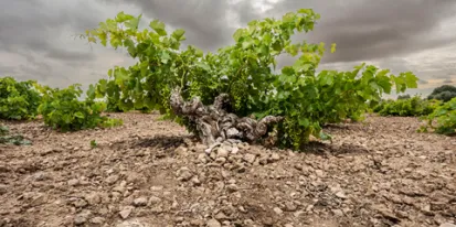 Artículo de El País sobre recuperación de uvas en CLM.