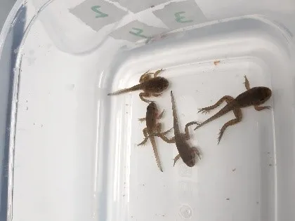 CIAG. Proyecto TerAmphiTox. Anfibios