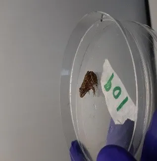 CIAG. Proyecto TerAmphiTox. Anfibios