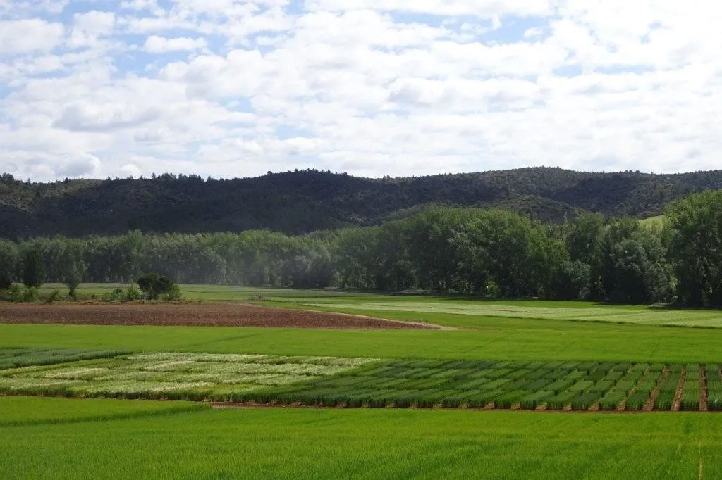 Campos de Ensayo del CIAF