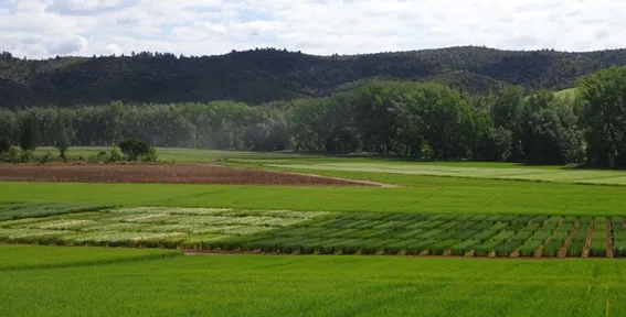 IRIAF. Campos de Ensayo de Cultivos Herbáceos Extensivos