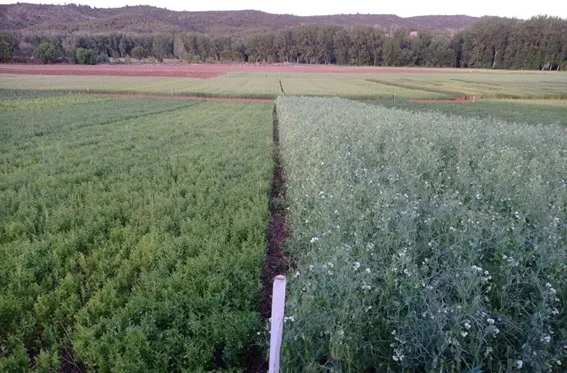 IRIAF. Campos de Ensayo de Cultivos Herbáceos Extensivos. 1