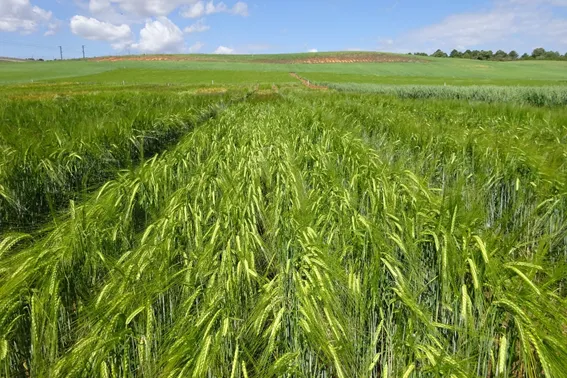 IRIAF. Campos de Ensayo de Cultivos Herbáceos Extensivos. 2