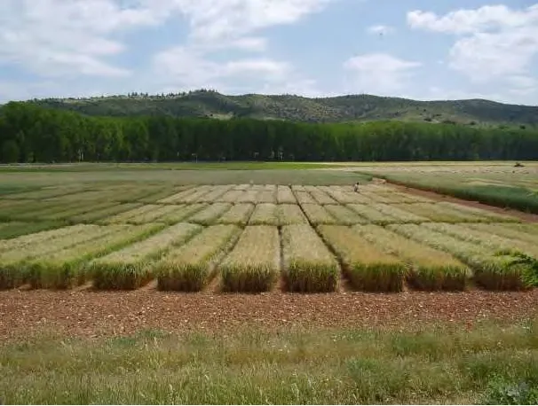 CIAF. Campos Experimentales