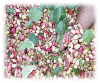 CIAG. Cultivos de Pistachero