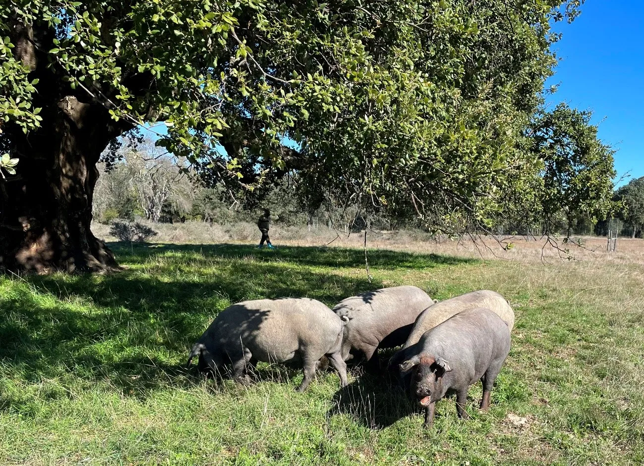 Premio Porc d'Or Ibérico especial Zoetis a la Innovación.