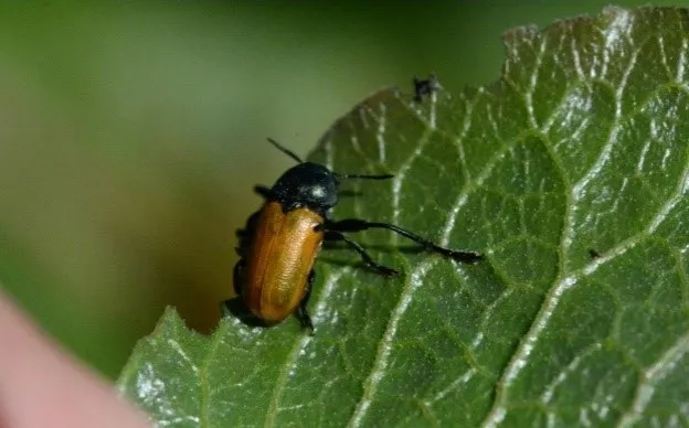 III Forum de Almendra y Pistacho en Talavera de la Reina. Plaga Clitra.