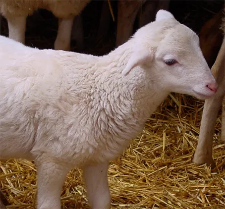 Convenio AGRAL - CERSYRA (IRIAF)