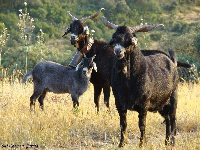 Ganado Caprino Raza Negra Serrana Castiza.