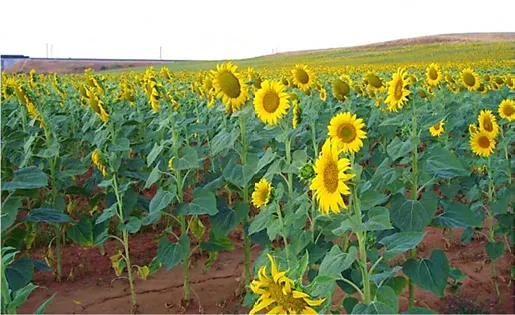 IRIAF. Memoria de Actividades 2021