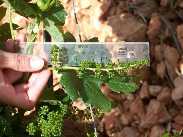 IVICAM. Viñedos Experimentales