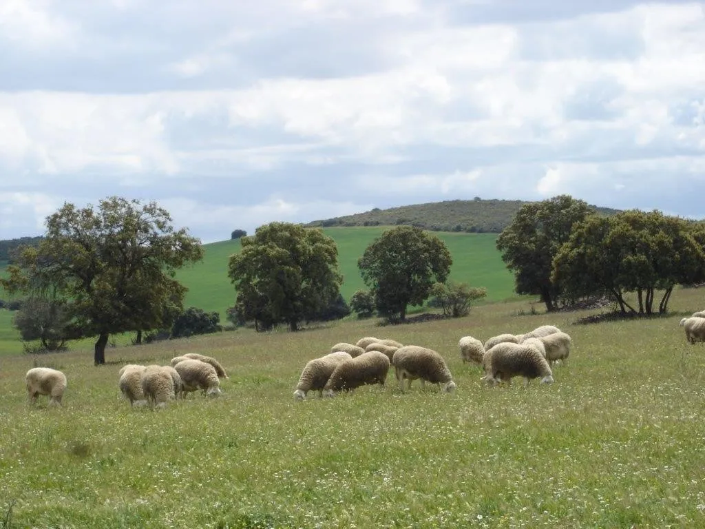 CERSYRA. Ganadao Ovino