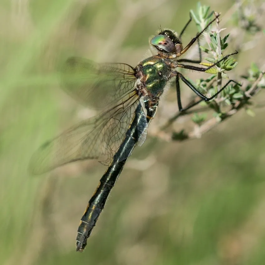 Libélula Oxygastra curtisii